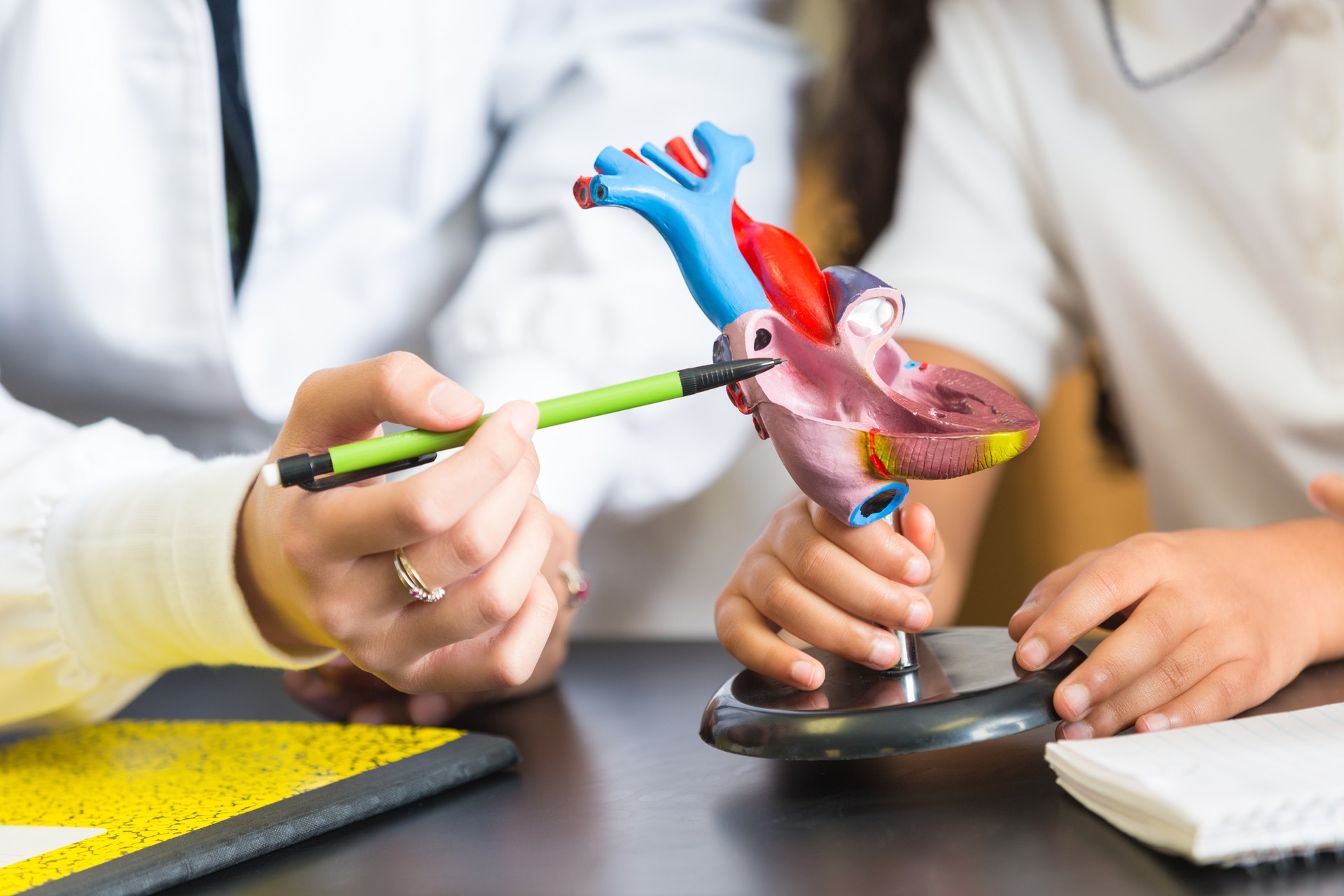 Teacher explaining something during science class using heart model